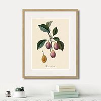 картина: juicy fruit lithography №9, 1870г. в Калининграде