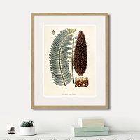 картина: fragmenta botanica №5, 1809г. в Калининграде