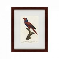 картина: perruche a chaperon bleu, 1801 в Калининграде